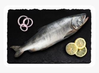 Fresh Whole Norwegion Salmon 1 Kg 485 AED